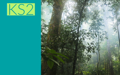 Rainforests