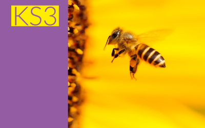 Bees