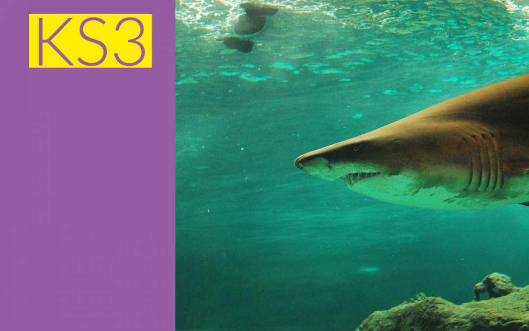 Sharks