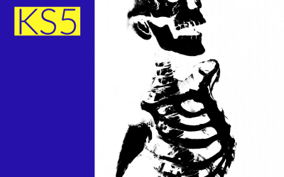 The Skeletal System – PE Unit 1