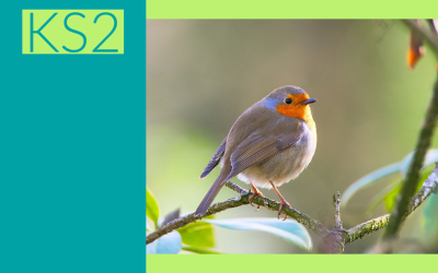 Garden Birds