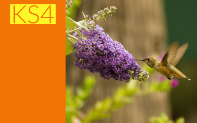 Classification and Biodiversity