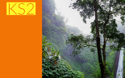 Rainforests